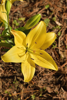 Yellow Garden Lily