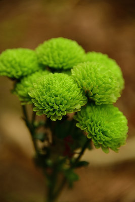 Lime Asateraceae