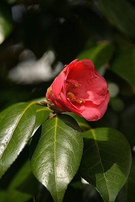 103 of 365 New Spring Camellia