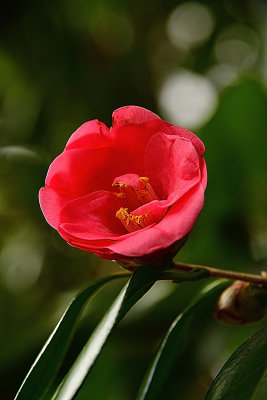 New Spring Camellia