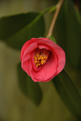 Hot Pink Camellia Bloom