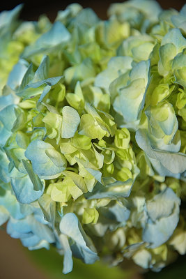 Blue Cream Hydrangea.jpg