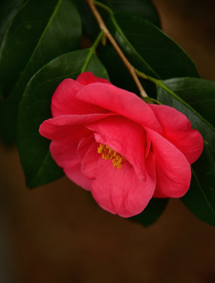 A Garden Camellia