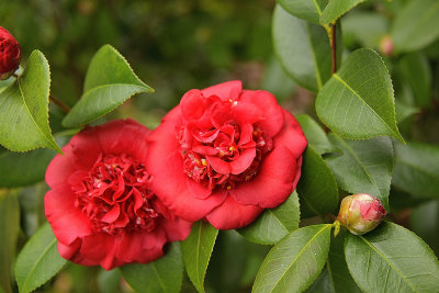 Fire Camellias