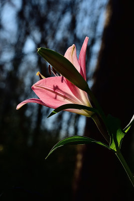 113 of 365 Lily Bloom