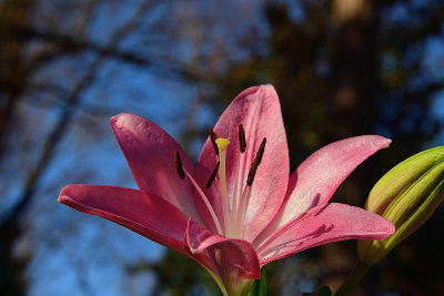 Lily Bloom