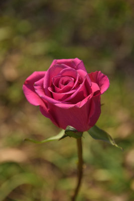 116 of 365 Spring Rose