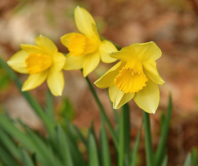 Daffodil Delight