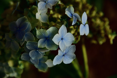 121 of 365 Blue Flower Macro
