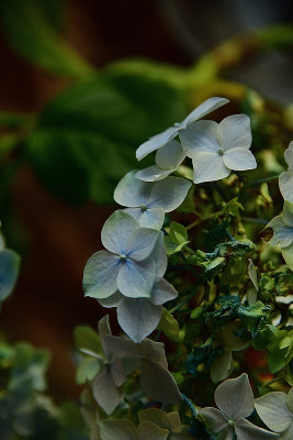 Blue Flower Macro