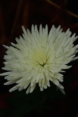 A Mum Flower Macro