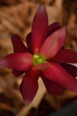 Burgundy Crocus