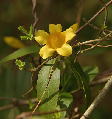 131 of 365 Yellow Jasmine