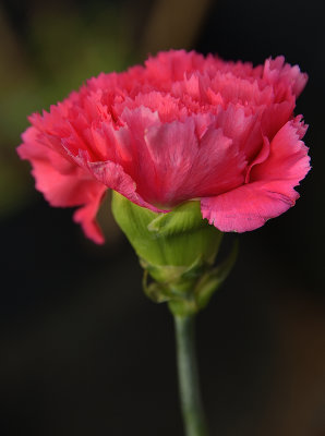 Dianthus Caryophyllus