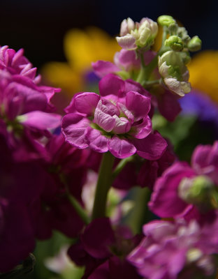 March Blooms