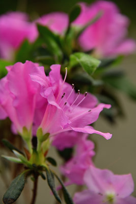 Hot Spring Blooms