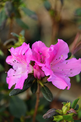 140 of 365 Frilly Blooms