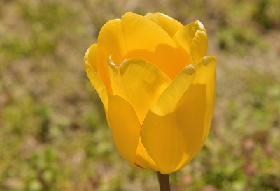 Yellow Tulip