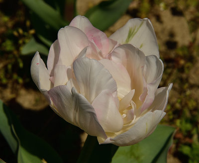White Feather Tulip