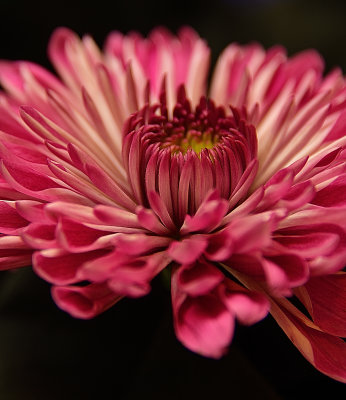 Rosey Chrysanthemum