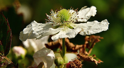 Blooming Blackberry