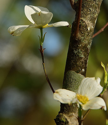 Dogwood Flower