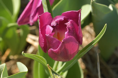 153 of 365 Purple Tulip
