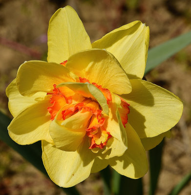 Daffodil Exotic