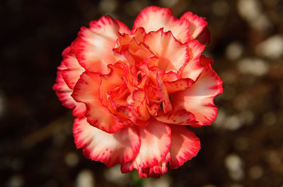 156 of 365 Flame Dianthus Caryophyllus