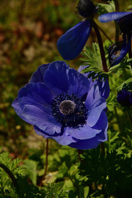 157 of 365 Blue Flower