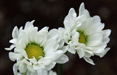 Daisies.jpg