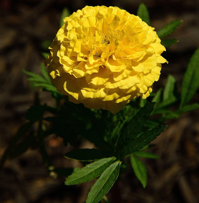 Lemon Marigold