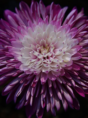163 of 365 Flower Macro