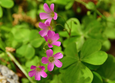 Purple Flowers