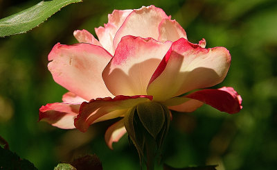 164 of 365 Garden Roses