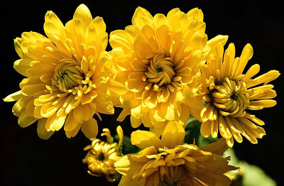 168 of 365 Sunshine Flowers