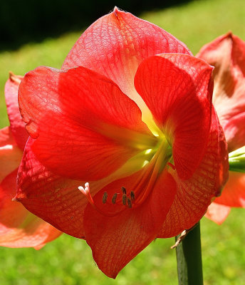 172 of 365 Amaryllis