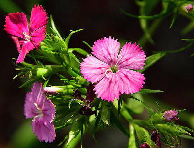 Wildflowers