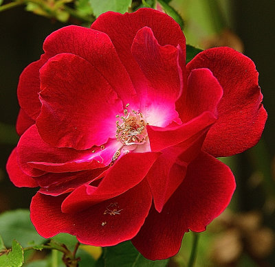 Rose Red.jpg