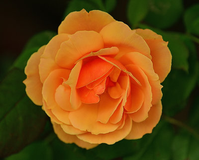 179 of 365 Rose Peach