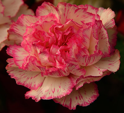 180 of 365 Pink White Dianthus