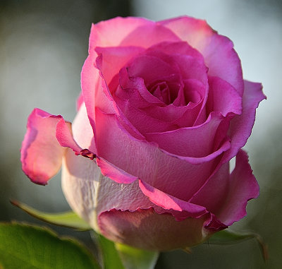 Lilac Pink Rose