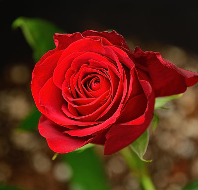 185 of 365 Red Rose