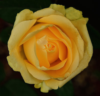 Rose of Yellow Joy