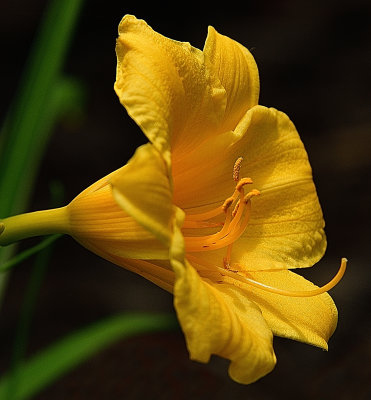 Yellow Garden Lily
