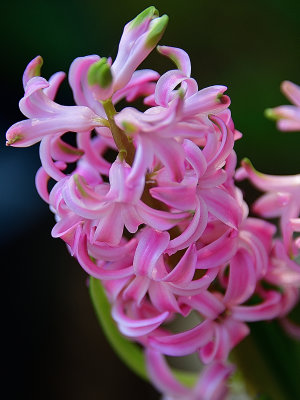 More Pink Hyacinth.jpg