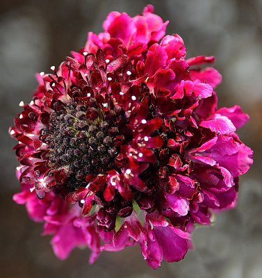 192 of 365 Scabiosa