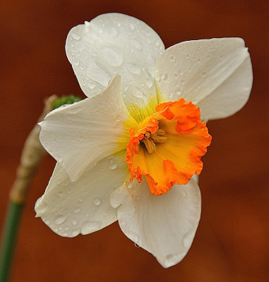 Daffodil.jpg