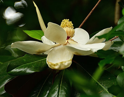 Magnolia Flower.jpg