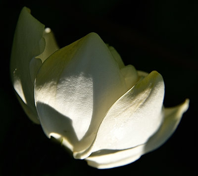 202 of 365 Tulip White